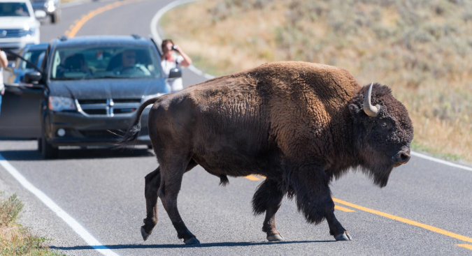 American Bison in Yellowstone Wyoming